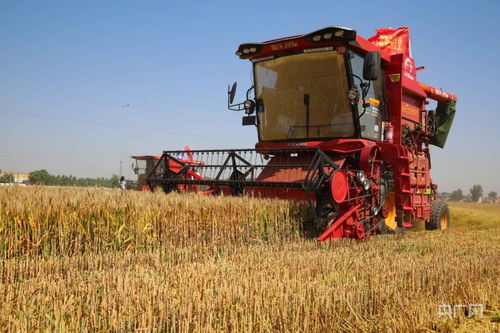 2023年河北 三夏 小麥開鐮收割